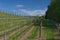 Italian vineyard in early spring, Italy, Friuli