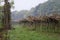 Italian vineyard landscape, misty morning at fall