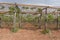 Italian vineyard, Puglia, Apulia, vineyard of table grapes.