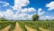 Italian Vineyard with sunny cloudy Sky