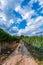 Italian vineyard under blue sky