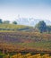 Italian vineyards ( on the background Calosso, Asti, Piedmont)