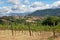 Italian vineyards. Picturesque landscape in italian countryside.