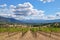 Italian vineyards. Picturesque landscape in italian countryside.