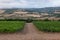 Italian vineyards. Picturesque landscape in italian countryside.