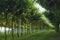 Italian vineyards in Valpolicella Area from basement, Veneto, Verona, Italy