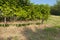 Italian vineyards in Valpolicella Area, Veneto, Verona, Italy