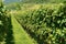 Italian Vineyards - Valpolicella Wine - Verona