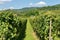 Italian Vineyards of the Valpolicella Wine - Verona