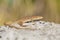 The Italian wall lizard Podarcis sicula in Paklenica Croatia