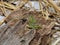 The Italian wall lizard, ruin lizard, or Ä°stanbul lizardtaking morning sunbath