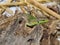 The Italian wall lizard, ruin lizard, or Ã„Â°stanbul lizardtaking morning sunbath