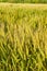 Italian wheat field background Tuscany - Italy