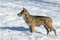 Italian wolf canis lupus italicus