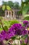 Italianate Garden on the Trentham Estate, Stoke-on-Trent, UK. Purple allium flowers in foreground.