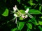 Italium Woodbine or Goat-leaf Honeysuckle, Lonicera caprifolium, flowers and buds macro, selective focus, shallow DOF