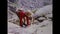 Italy 1975, Dolomites Rock Climbing Adventure, 1970s