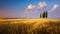 Italy autumn countryside landscape, wheat field farmland and cypress tree over sunset sky