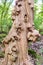 Italy, Bosco del Sasseto in Torre Alfina, known as the enchanted forest