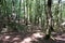 Italy Calabria Aspromonte - Old trees of beech -