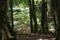 Italy Calabria Aspromonte - Old trees of beech -