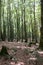 Italy Calabria Aspromonte - Old trees of beech -