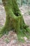 Italy Calabria Aspromonte - Old trees of beech -