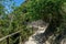 Italy, Cinque Terre, Corniglia, TREES GROWING ON FOOTPATH IN FOREST