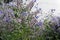 ITALY, countryside, borage plant