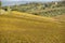 Italy Grosseto maremma Scansano, cultivation of Morellino di Scansano vine, autumn colors