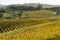 Italy Grosseto maremma Scansano, cultivation of Morellino di Scansano vine, autumn colors