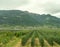 Italy,La Spezia to Kasltelruth train, a wineyard with a mountain in the background