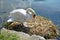 Italy, Lombardy, Adda river, a swan is nestling his egg