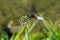 Italy, Lombardy, along the Adda river, Dragonfly posing on flower