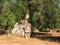 Italy, Salento: Centenary olive tree.