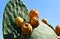 Italy, Salento: Prickly pears on the plant.