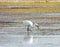 Italy, Sardinia, Carbonia Iglesias, Porto Pino, the pond behind the white sand dunes