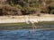 Italy, Sardinia, the pond of Porto Pino, flamingos