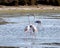 Italy, Sardinia, the pond of Porto Pino, flamingos