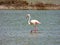 Italy, Sardinia, the pond of Porto Pino, flamingos