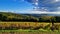 Italy, scenic Tuscany countryside. Golden autumn vineyards fields