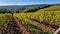 Italy, scenic Tuscany countryside. Golden autumn vineyards fields