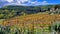 Italy, scenic Tuscany countryside. Golden autumn vineyards fields in Chianti region. Meleto castle .