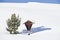 Italy, South Tyrol, Seiseralm, Wayside shrine in snowy landscape