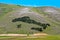 Italy trees in Castelluccio of Norcia