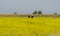 Italy Tuscany Alberese Maremma Natural Park called Uccellina two cowboys cross a field in rapeseed on horseback