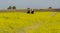 Italy Tuscany Alberese Maremma Natural Park called Uccellina two cowboys cross a field in rapeseed on horseback