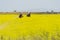 Italy Tuscany Alberese Maremma Natural Park called Uccellina two cowboys cross a field in rapeseed on horseback