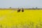 Italy Tuscany Alberese Maremma Natural Park called Uccellina two cowboys cross a field in rapeseed on horseback