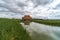 Italy, Tuscany, Castiglione della Pescaia, view of the Diaccia Botrona nature reserve hdr